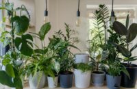 Top Indoor Plants for Luxury Apartment Living